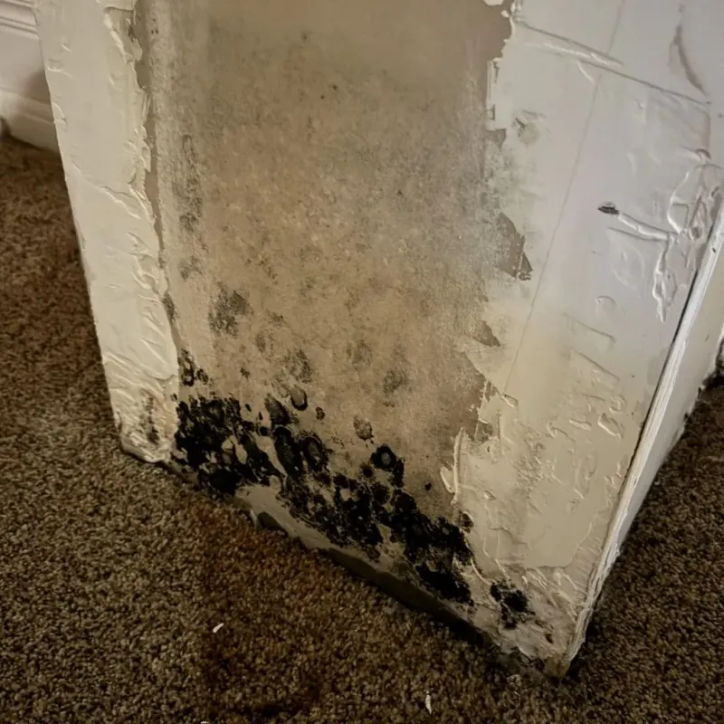 Professional Mold Removal in Redding, CA